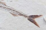 Superb Eurypholis Fossil Fish - Lebanon #36947-1